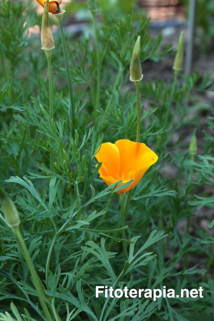 Amapola de California