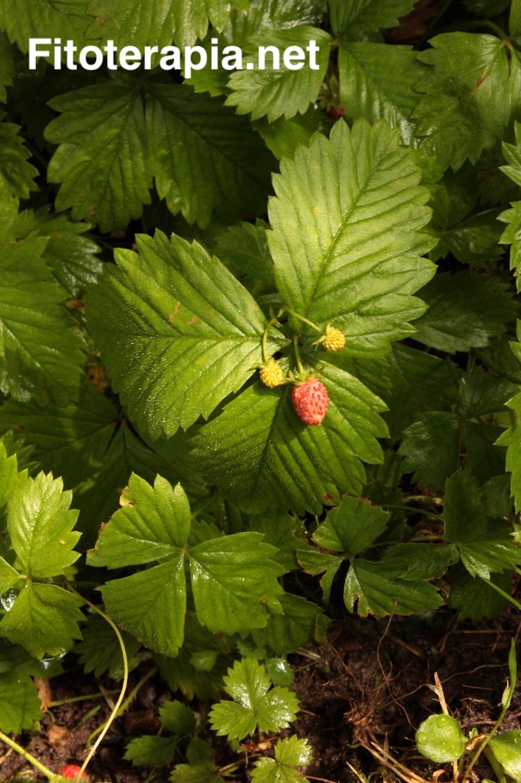 Fresera, hoja y fruto