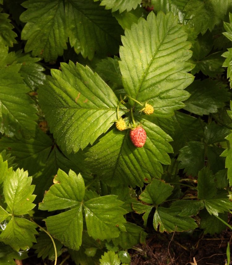 Fresera, hoja y fruto