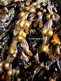 Fucus, cuándo y cómo tomarlo