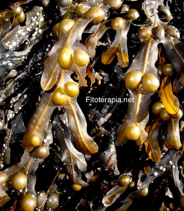 Fucus