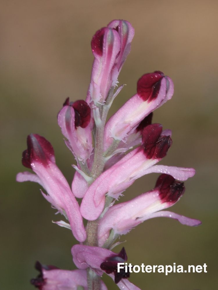 Fumaria
