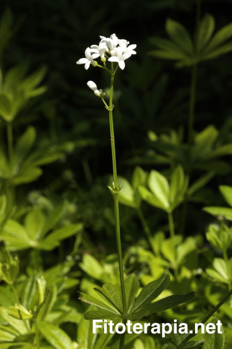 Aspérula olorosa