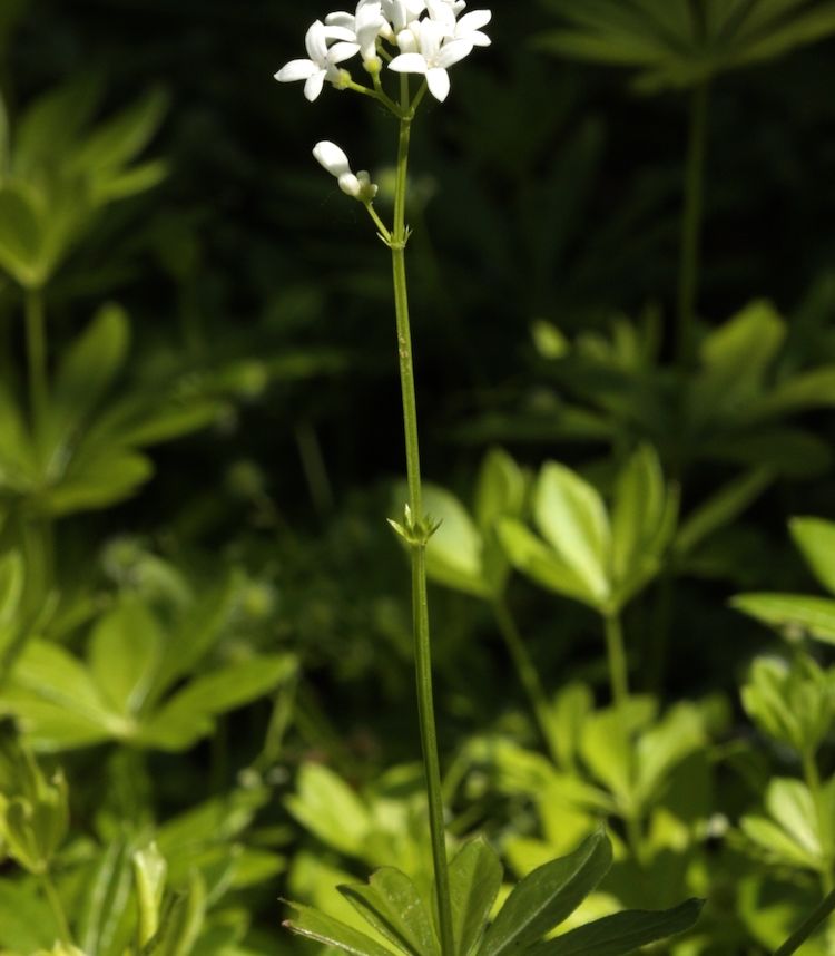 Aspérula olorosa