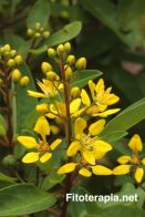 Proyecto Atención Primaria de Salud con Plantas Medicinales