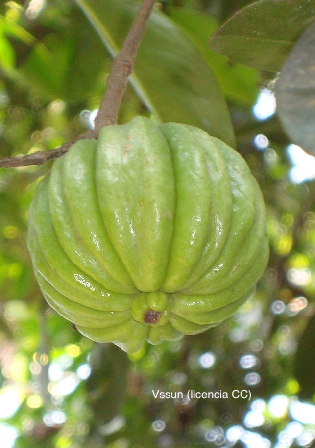 Garcinia