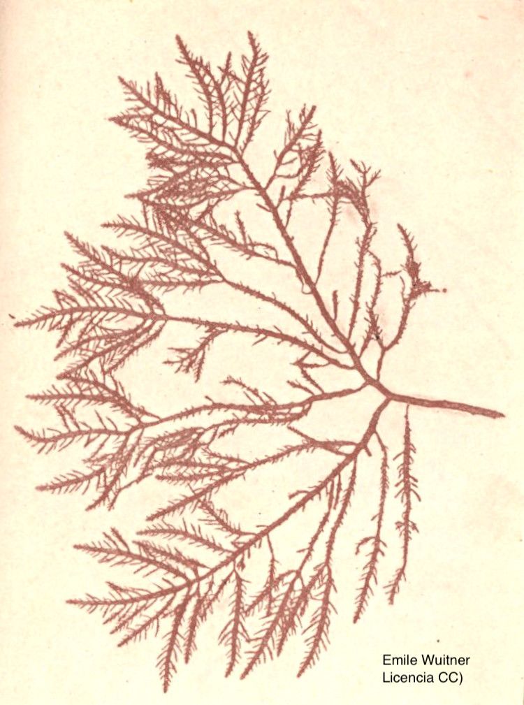 <i>Gelidium corneum</i>