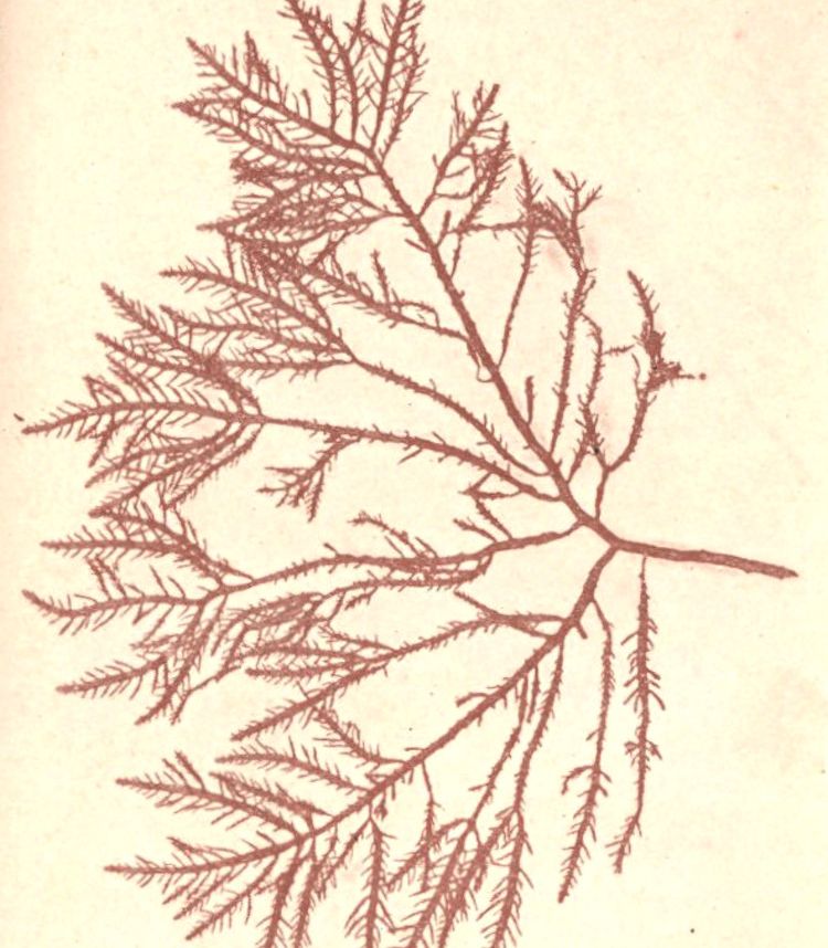 <i>Gelidium corneum</i>