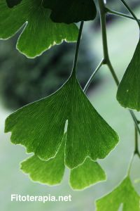 Calidad de complementos alimenticios a base de ginkgo