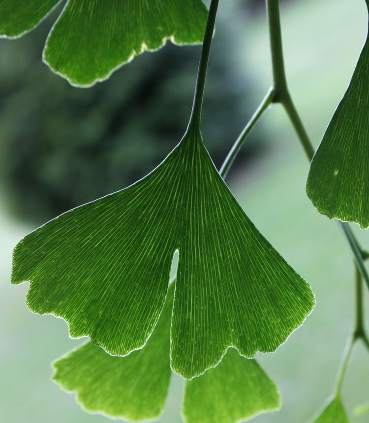 Ginkgo