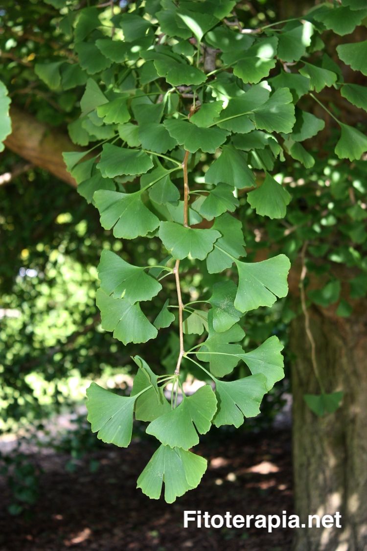 Ginkgo