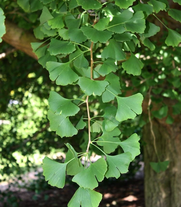 Ginkgo