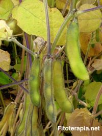 Propiedades nutracéuticas de las proteínas de las legumbres