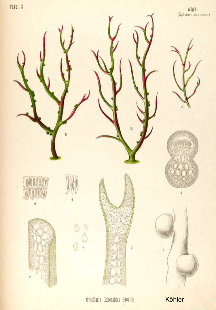 <i>Gracilaria lichenoides</i>