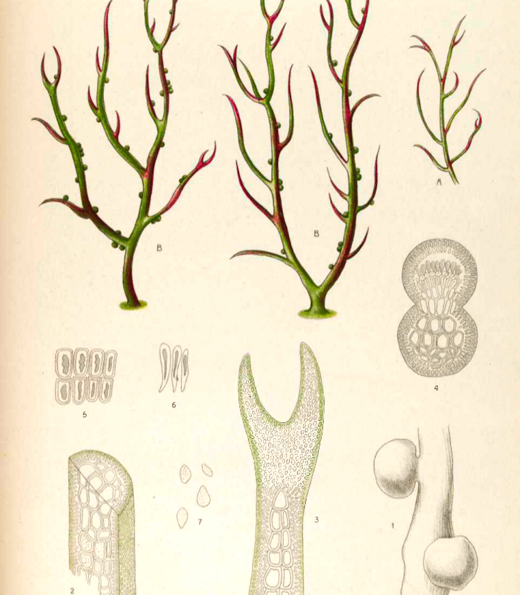 <i>Gracilaria lichenoides</i>