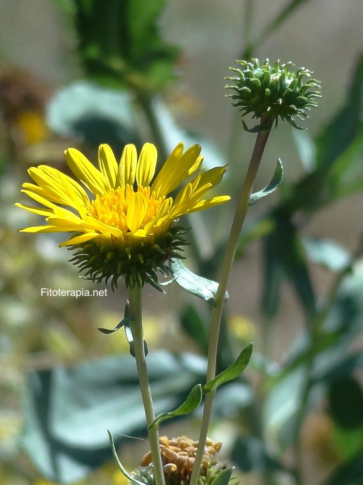 Grindelia