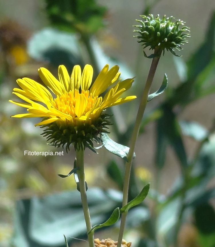 Grindelia