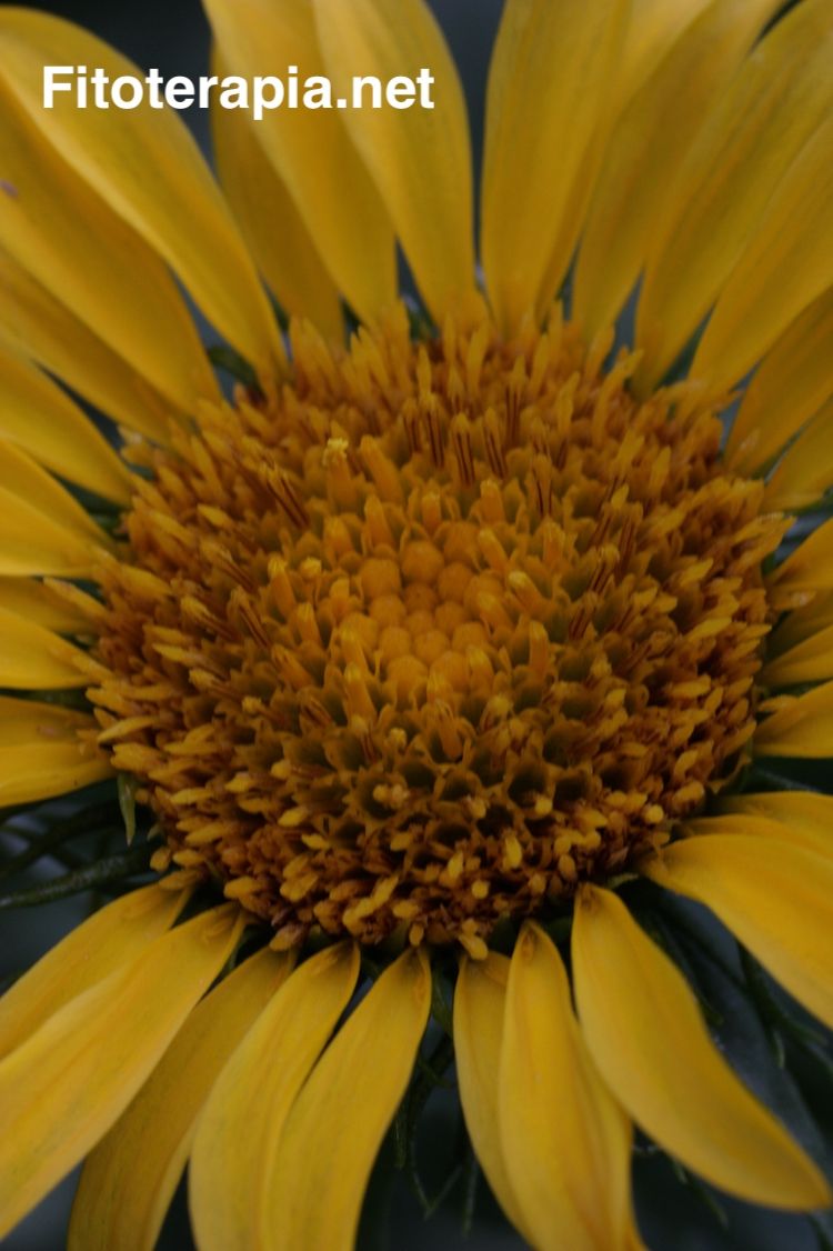 Grindelia