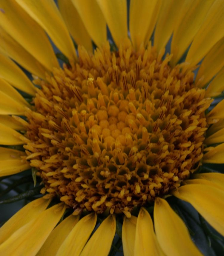 Grindelia