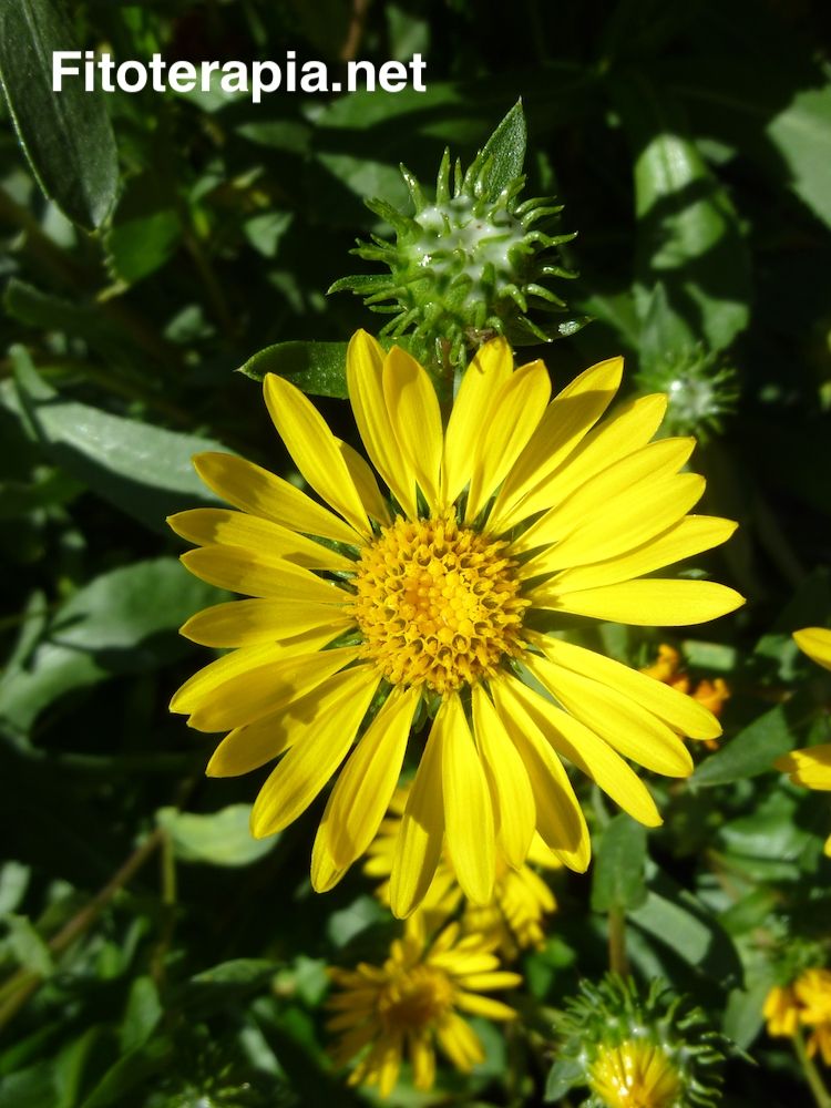 Grindelia
