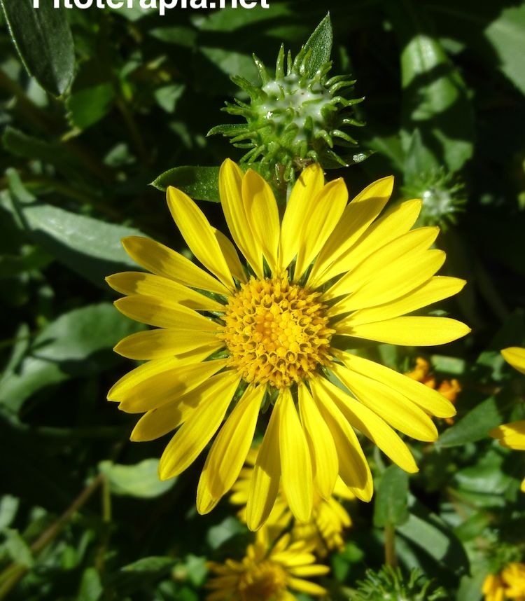 Grindelia