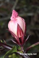 Efecto antihipertensivo de la combinación de extractos de flor de hibisco y hoja de olivo