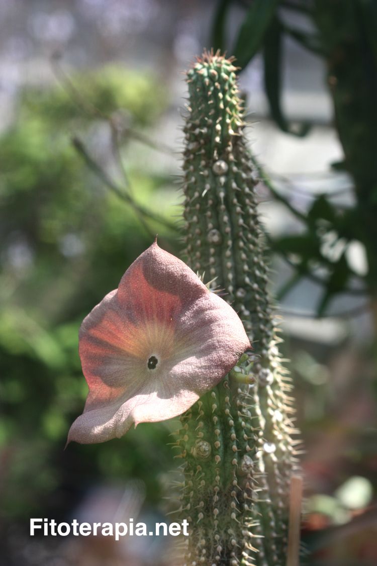 Hoodia