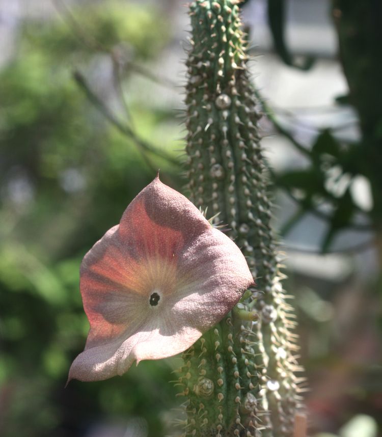 Hoodia