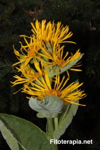 Etnofarmacología en el Himalaya: <i>Inula racemosa</i>