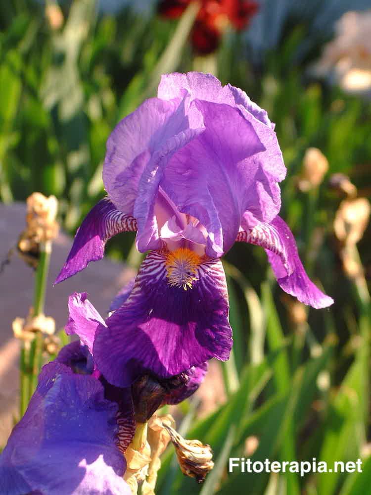 <i>Iris germanica</i>