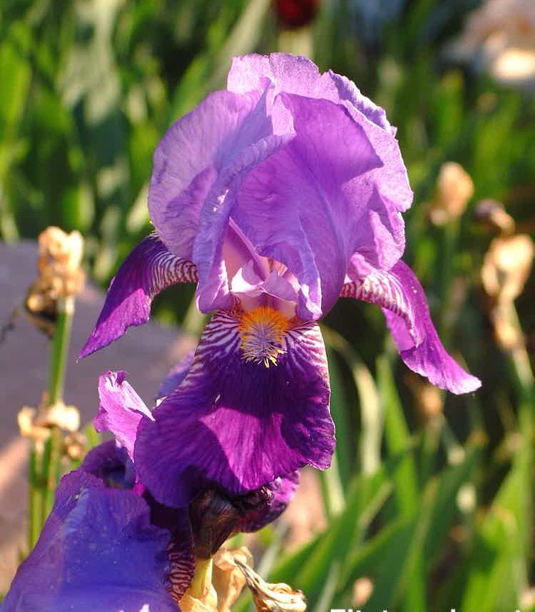 <i>Iris germanica</i>