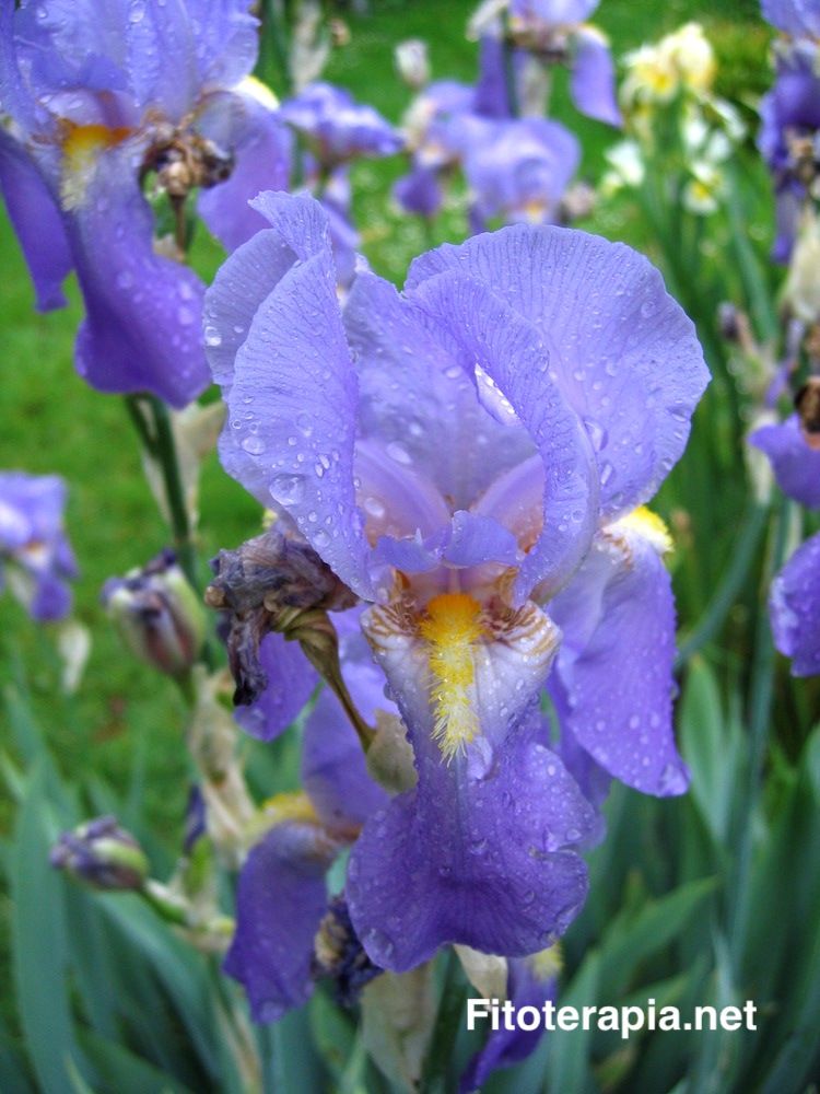 <i>Iris pallida</i>