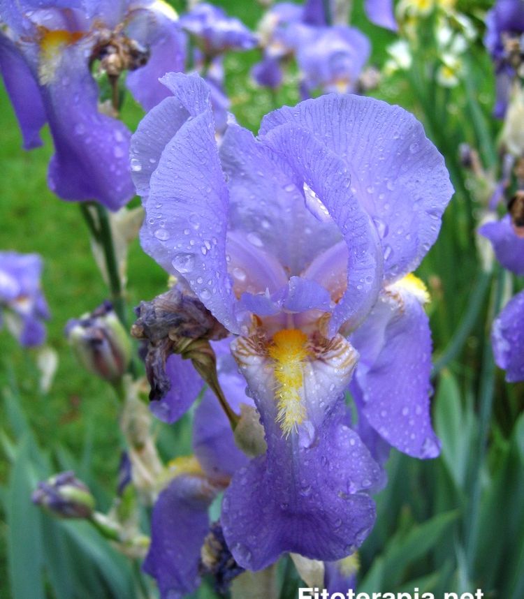 <i>Iris pallida</i>