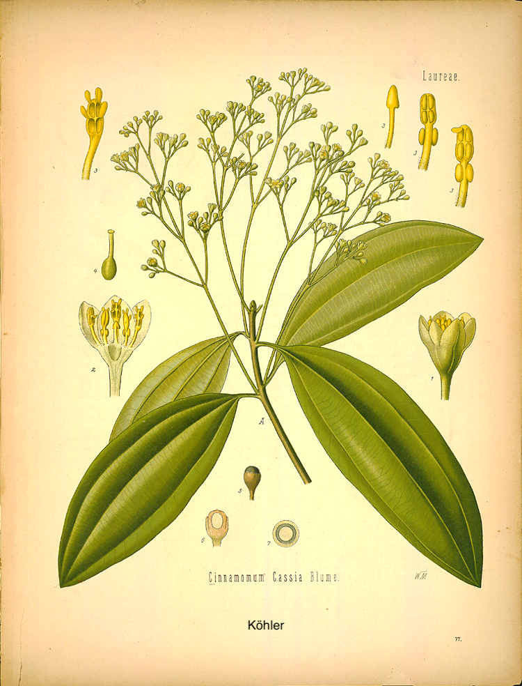 Canelo de China. F.E. Köhler (1897)