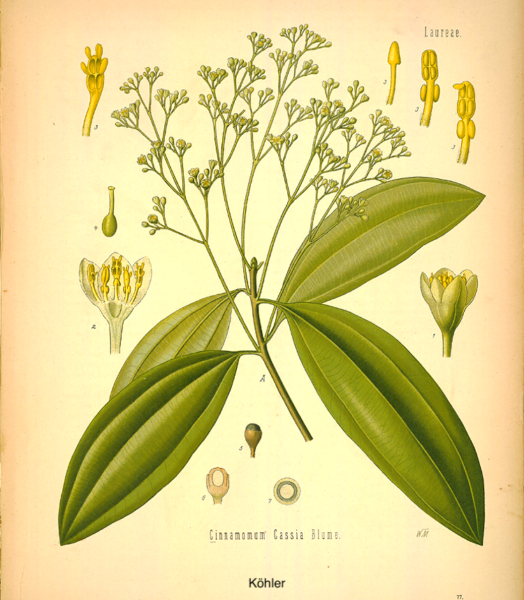 Canelo de China. F.E. Köhler (1897)