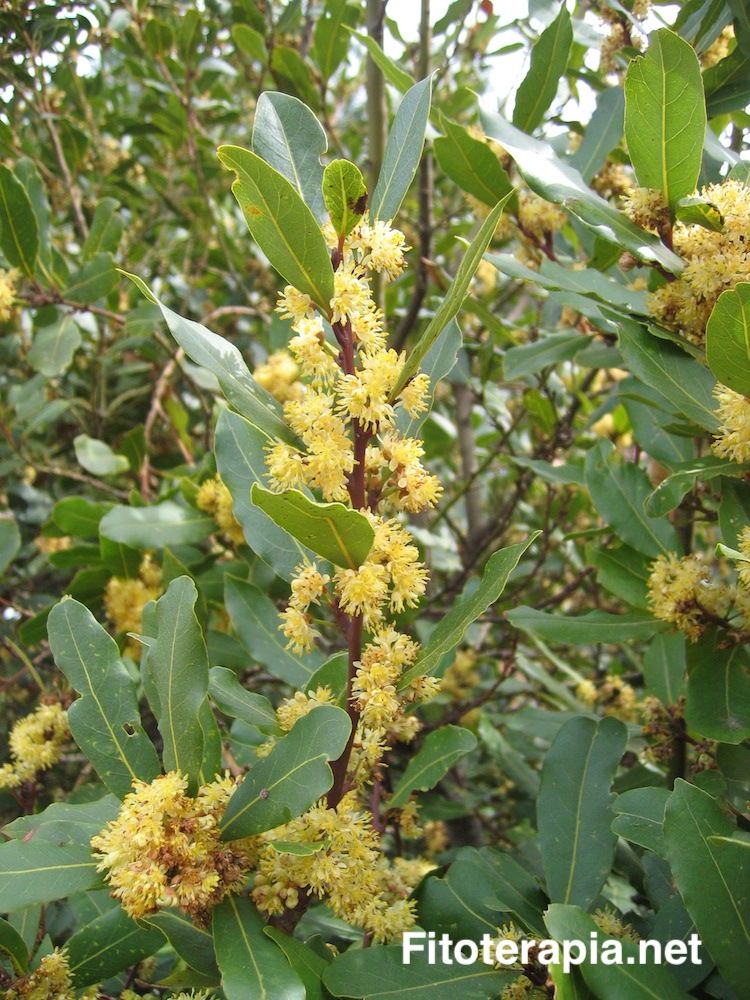 Laurel