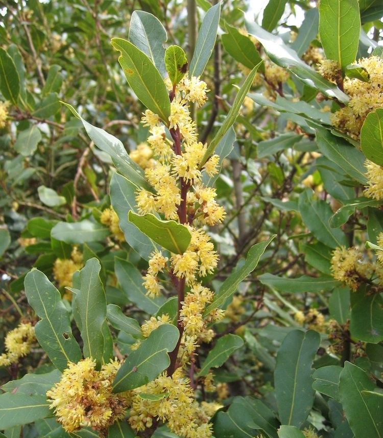 Laurel