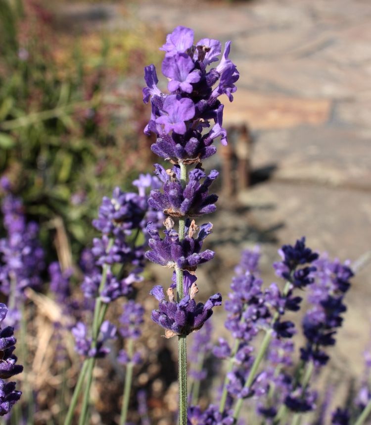 Lavanda