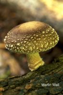 Aplicación de los hongos medicinales en el tratamiento de la lesión del nervio periférico