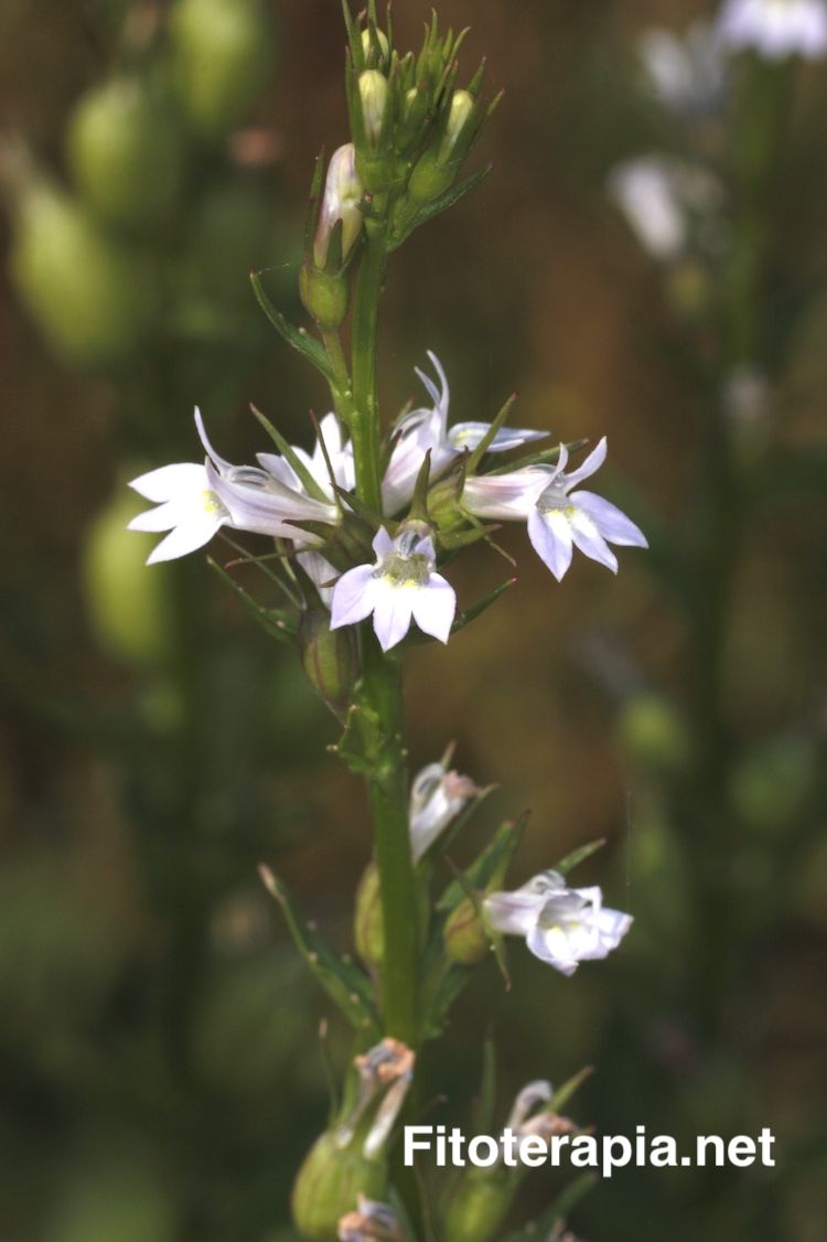 Lobelia