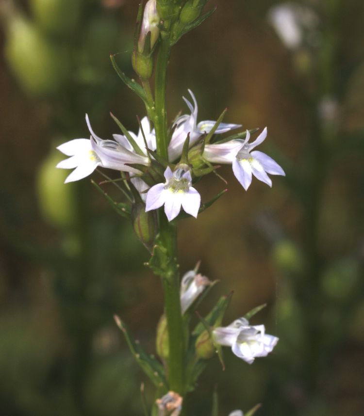 Lobelia