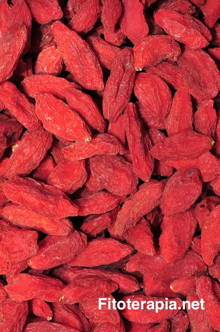 Goji, fruto