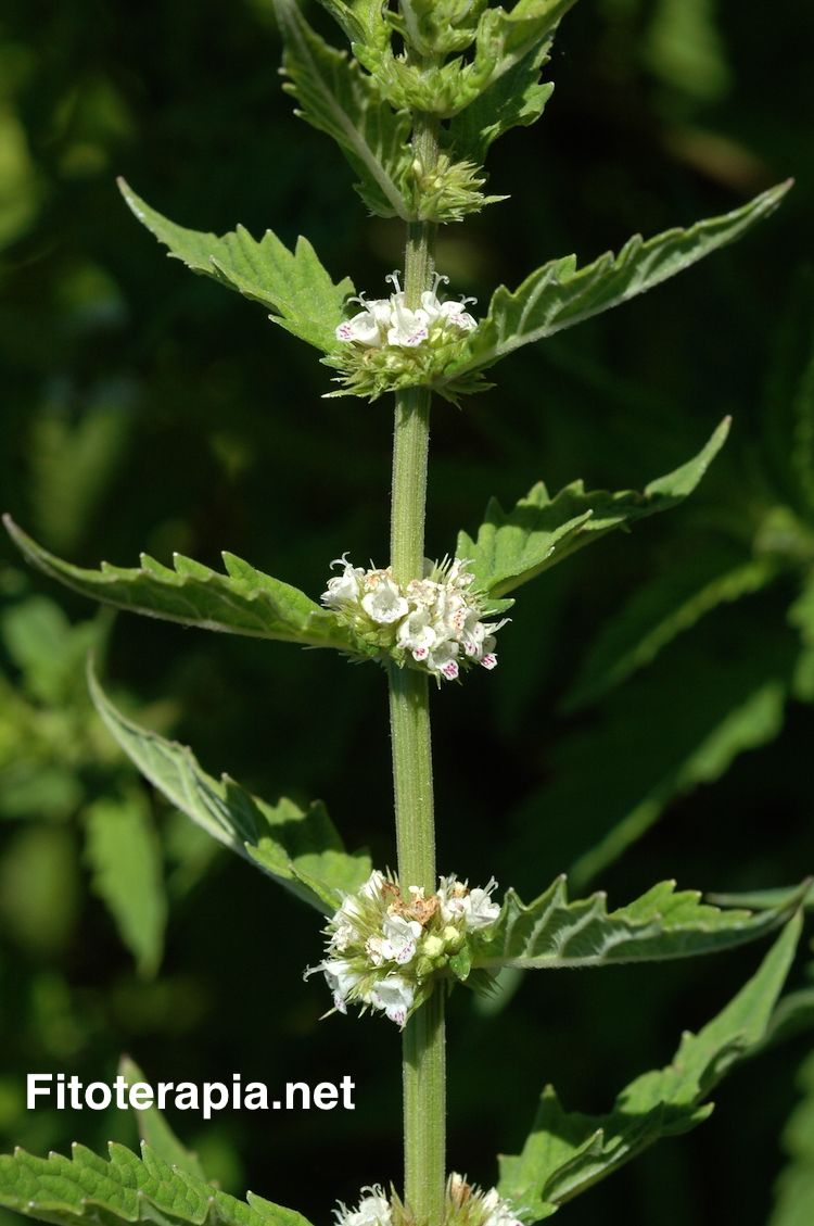 Menta de lobo