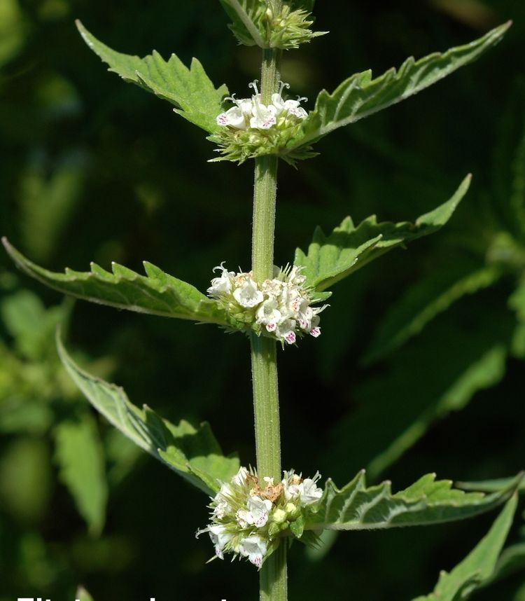 Menta de lobo