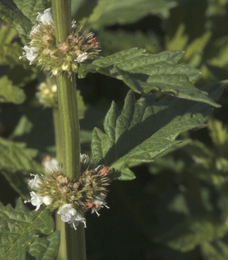 Menta de lobo