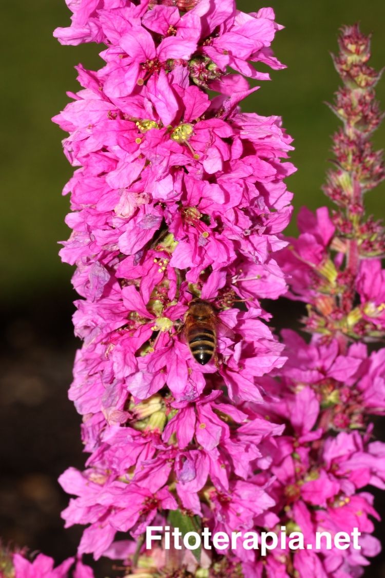 Salicaria