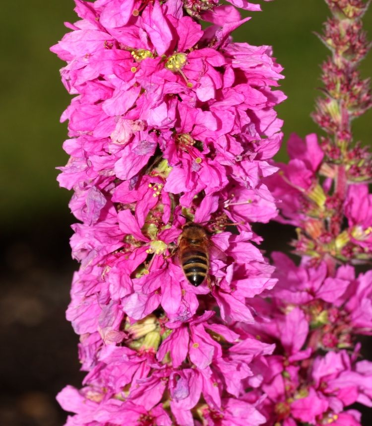 Salicaria