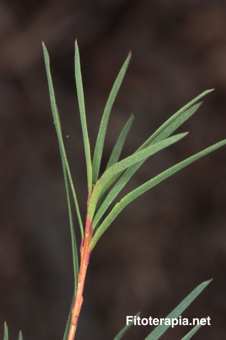 Melaleuca