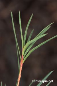 Eficacia de un gel de aceite esencial del árbol del té australiano en el tratamiento de acné leve o moderado