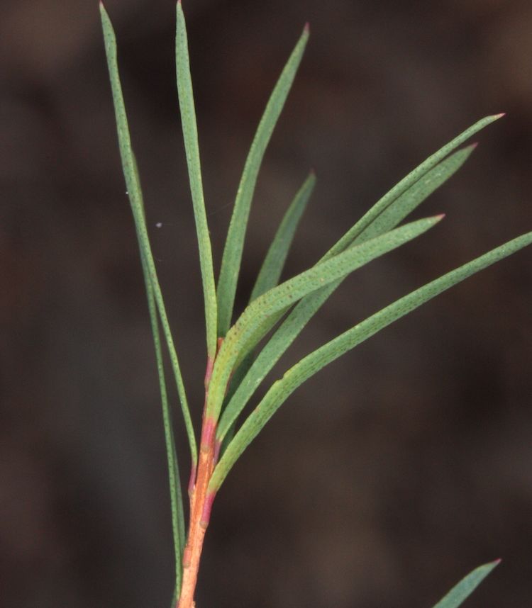 Melaleuca